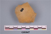 藏品(紡綞蟲)的圖片